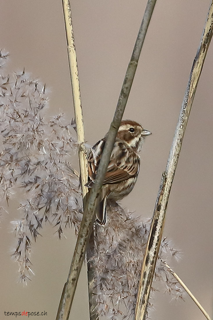 Bruant des roseaux - (Reed Bunting)