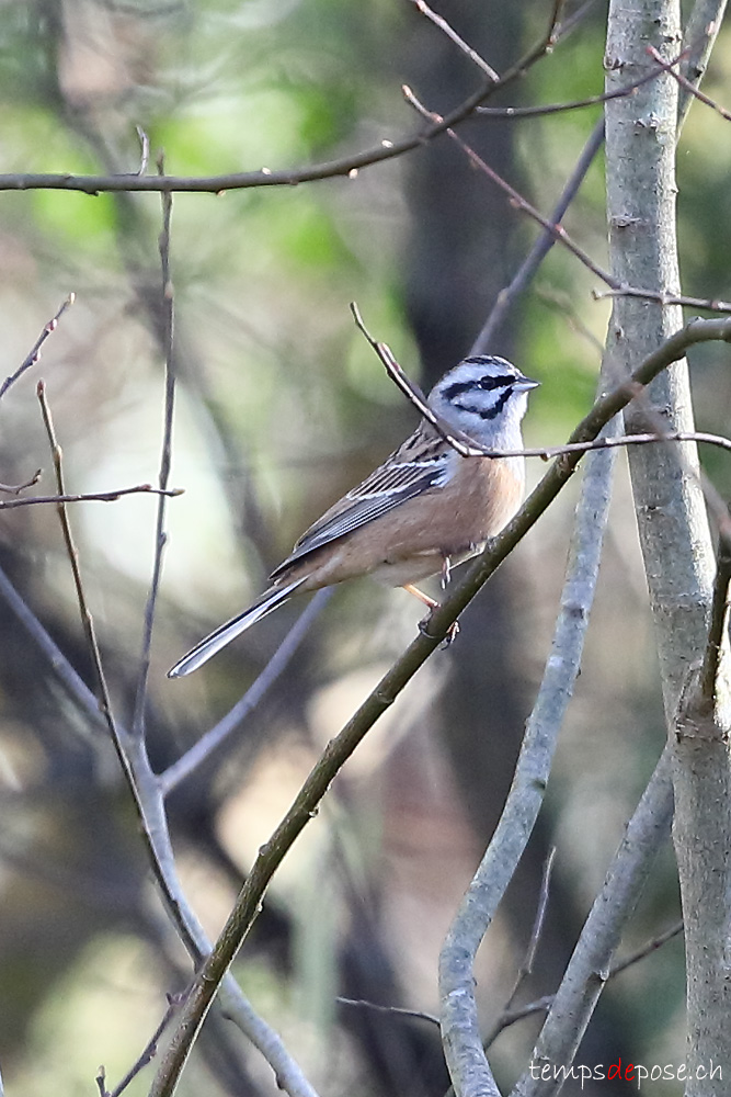 Bruant fou - (Emberiza cia)