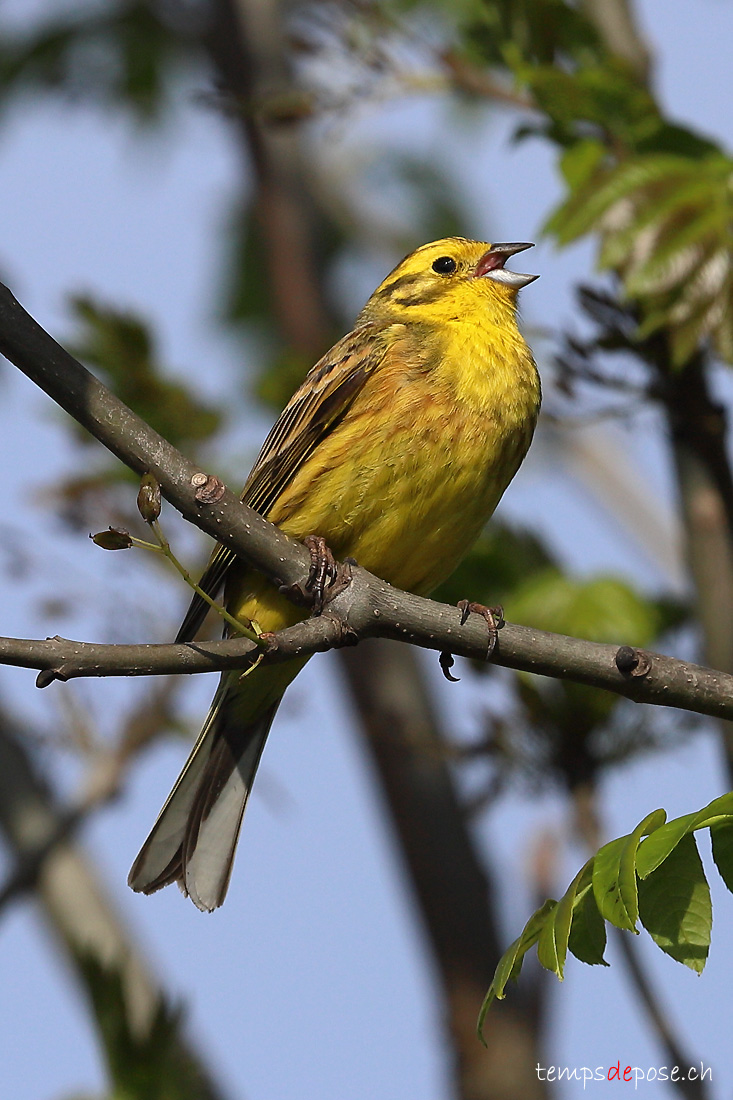 Bruant jaune - (Emberiza citrinella)