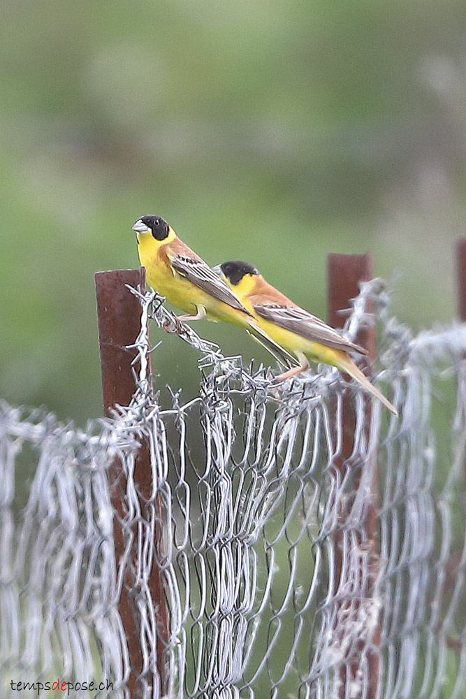 Bruant mlanocphale - (Black-headed Bunting)