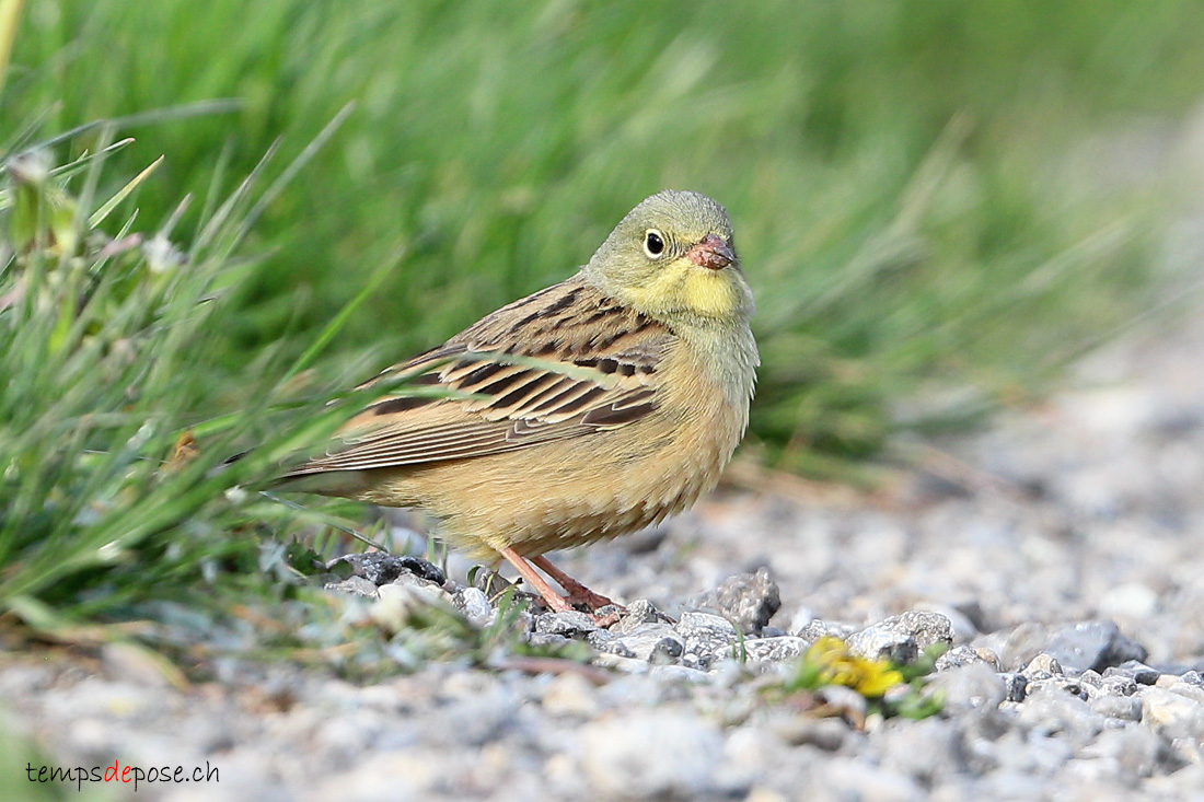 Bruant ortolan - (Emberiza hortulana)