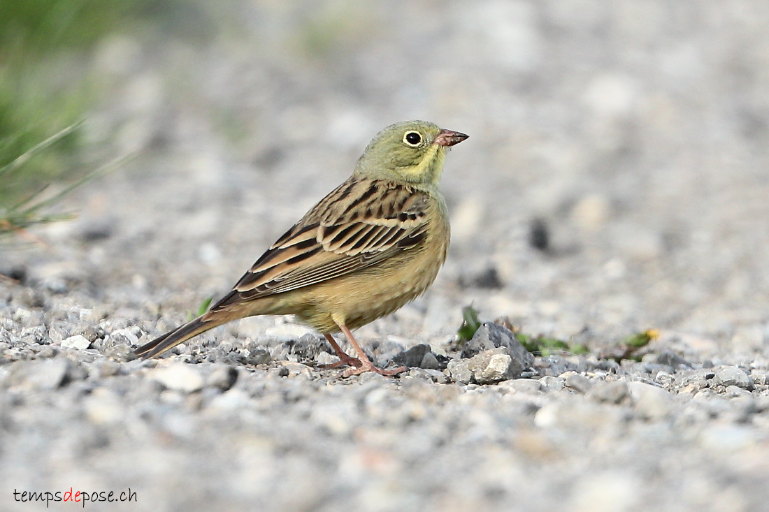 Bruant ortolan - (Emberiza hortulana)