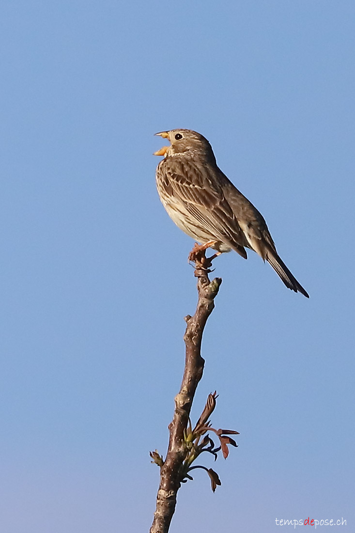 Bruant Proyer - (Corn Bunting)