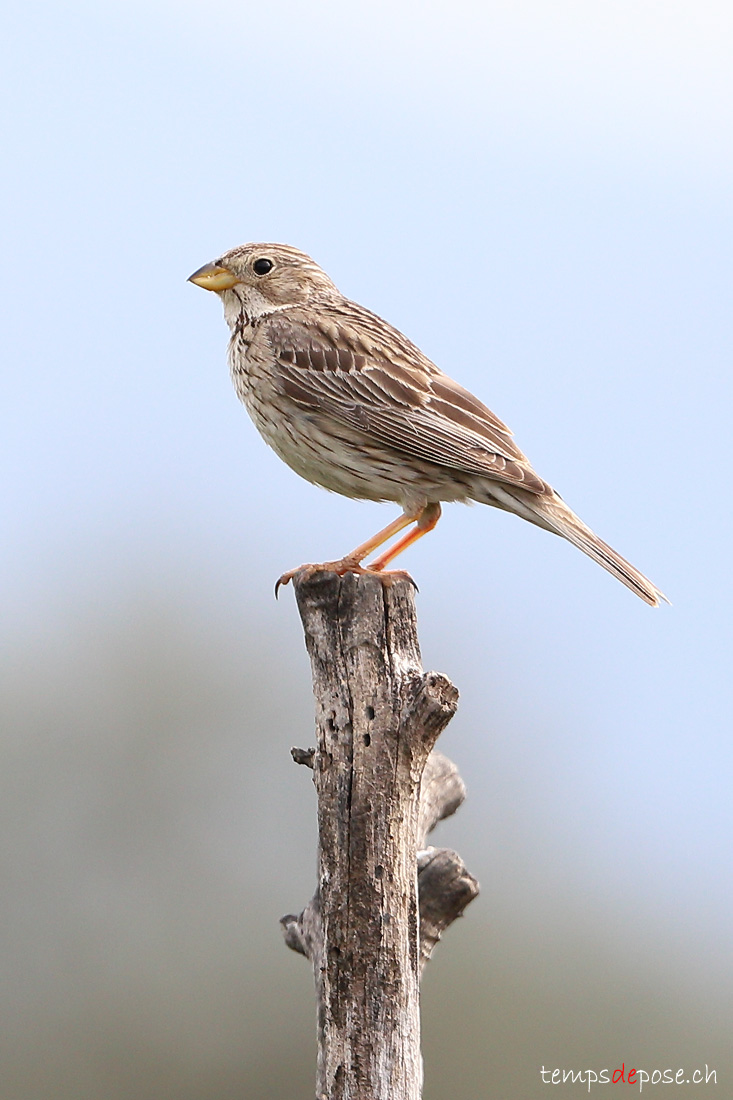 Bruant proyer - (Emberiza calandra)