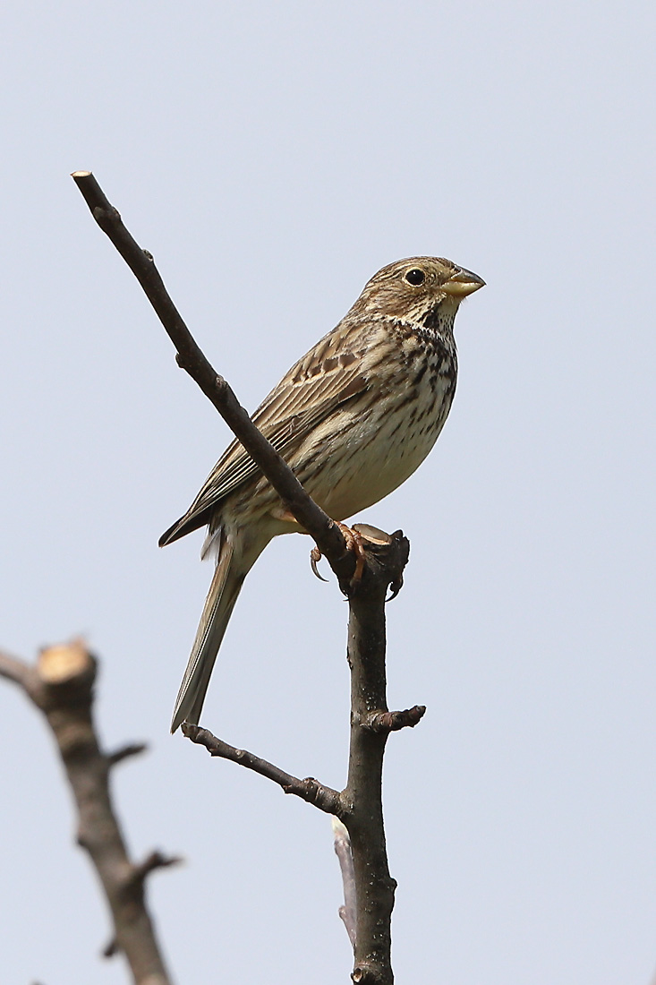 Bruant proyer - (Emberiza calandra)