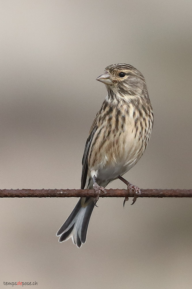 Bruant proyer - (Corn Bunting)
