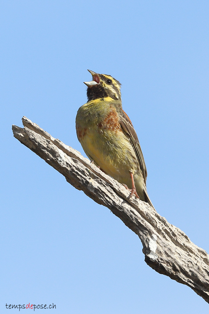 Bruant zizi - (Emberiza cirlus)