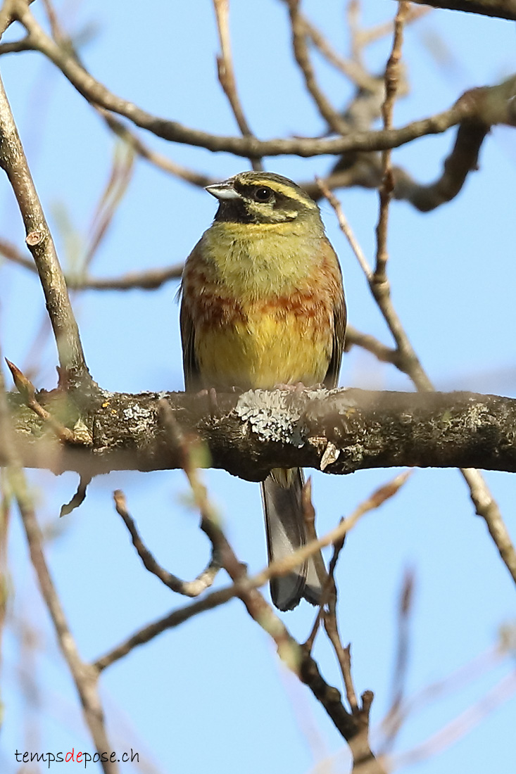 Bruant zizi - (Emberiza cirlus)