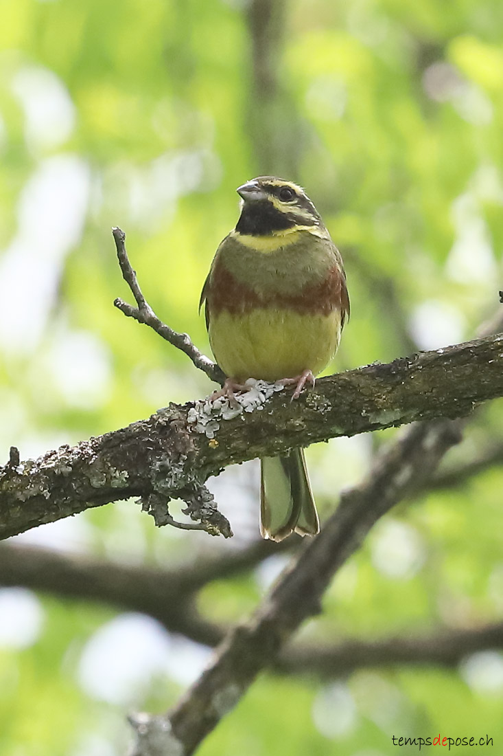 Bruant zizi - (Cirl Bunting)