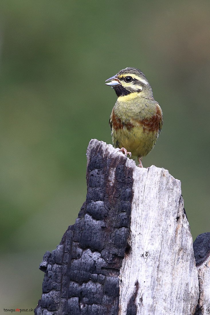 Bruant Zizi - (Cirl Bunting) 