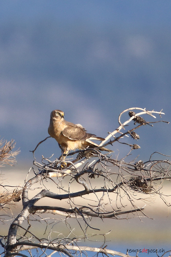 Busard ple - (Pallid Harrier)