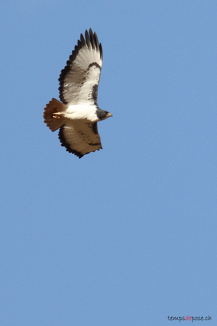 Buse augure - (Augur Buzzard)