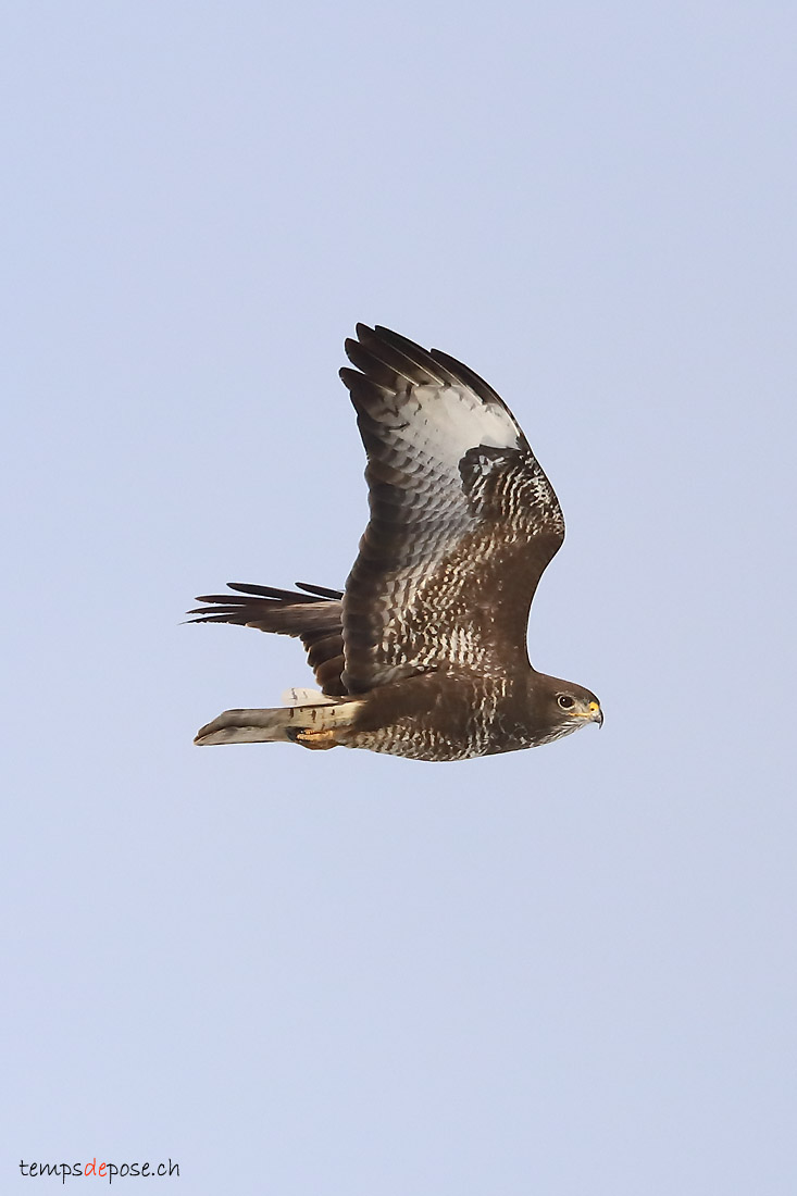 Buse variable - (Eurasian Buzzard)