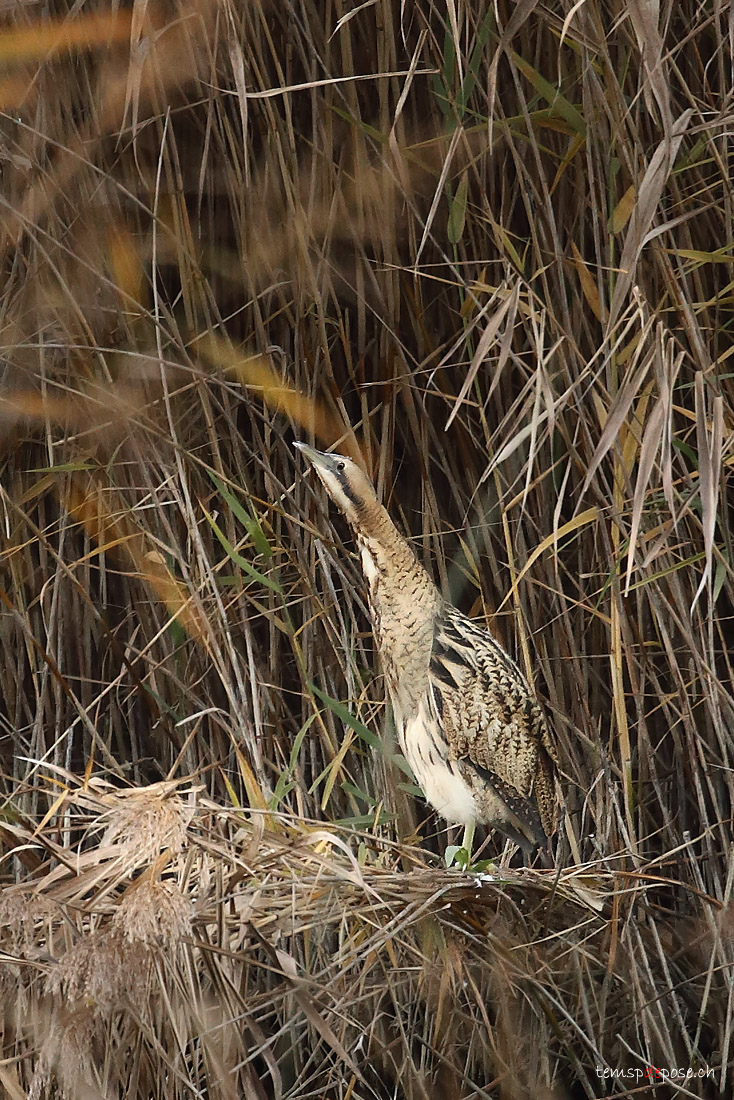 Butor toil - (Eurasian Bittern)