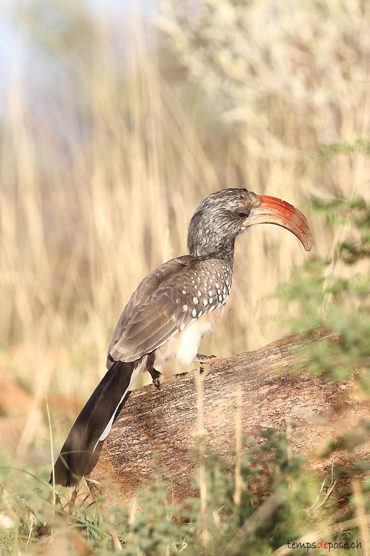 Calao leucomele - (Southern Yellow-billed Hornbill)