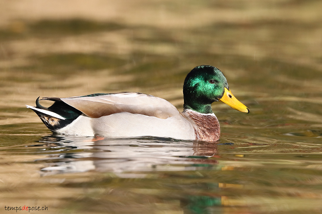 Canard colvert - (Anas platyrhynchos)