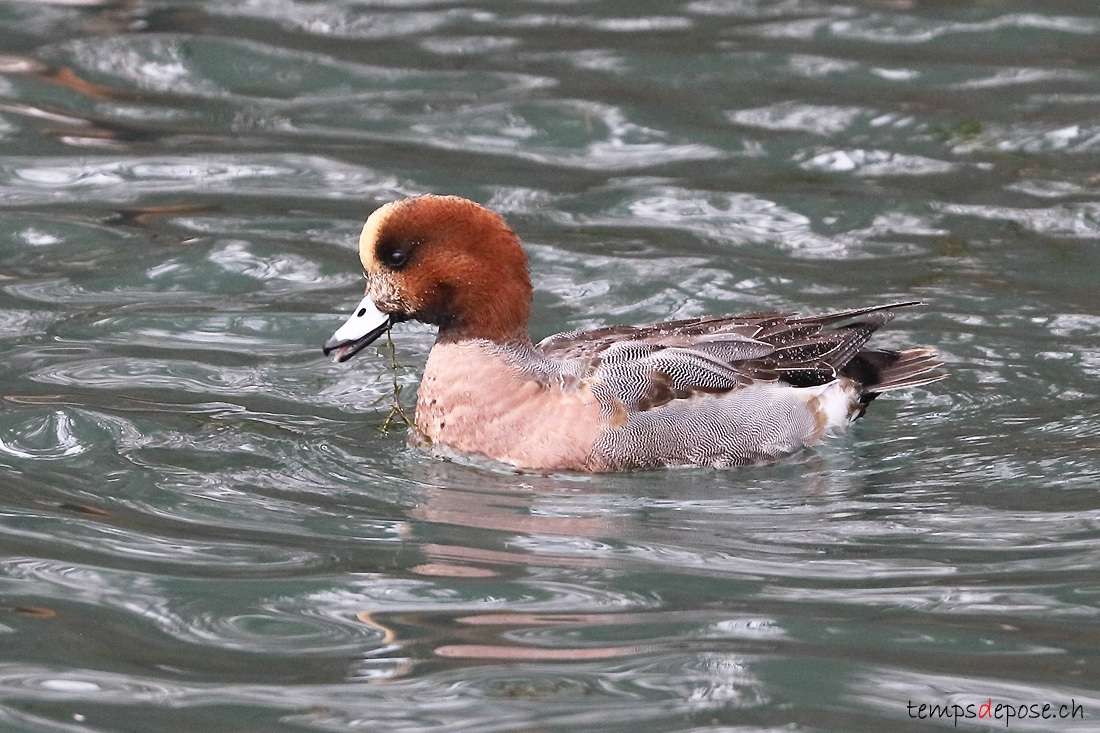 Canard siffleur - (Mareca penelope)