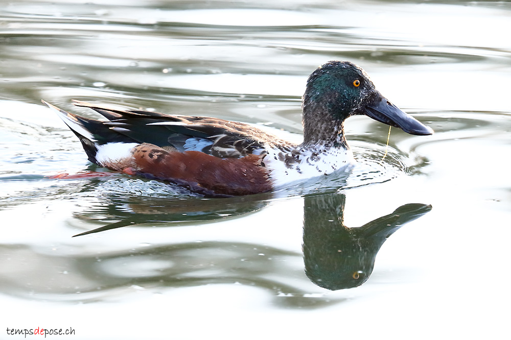 Canard souchet - (Spatula clypeata)