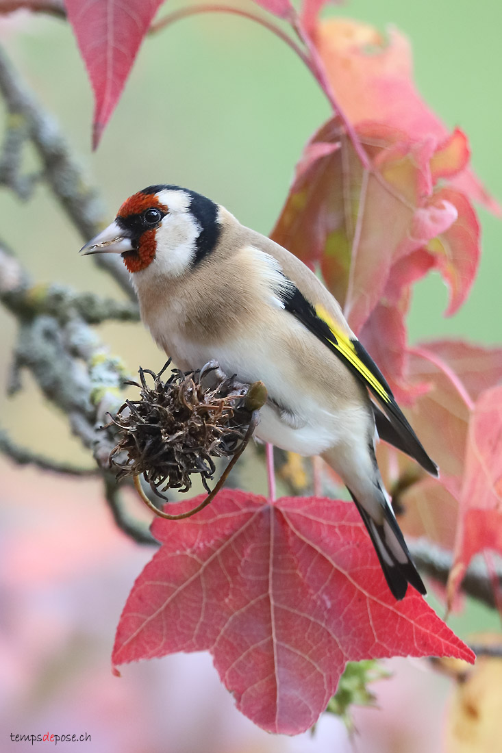 Chardonneret lgant (European Goldfinch)