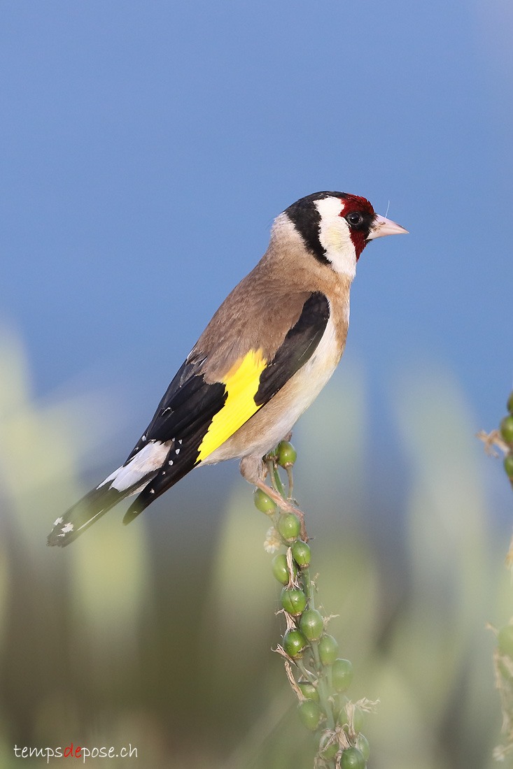 Chardonneret lgant - (Carduelis carduelis)