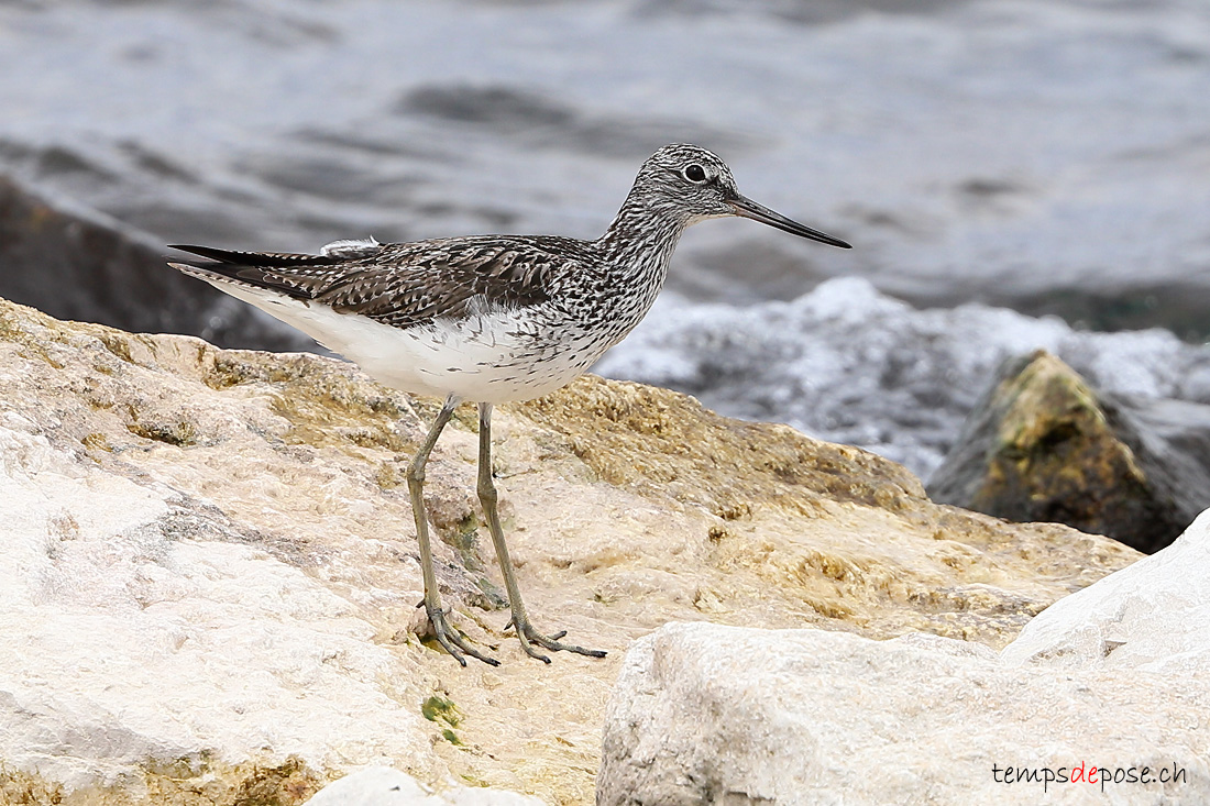 Chevalier aboyeur - (Tringa nebularia)