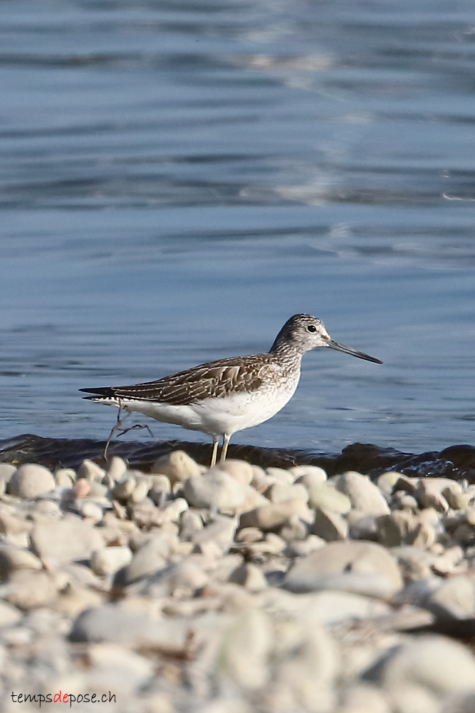 Chevalier aboyeur - (Common Greenshank)