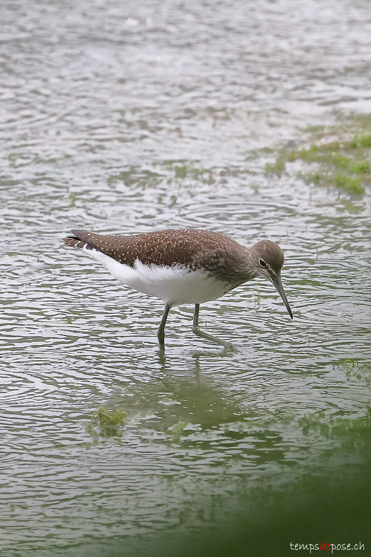 Chevalier culblanc - (Green Sandpiper)