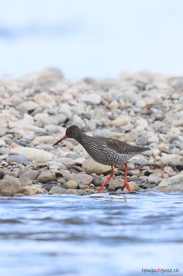 Chevalier gambette - (Common Redshank)