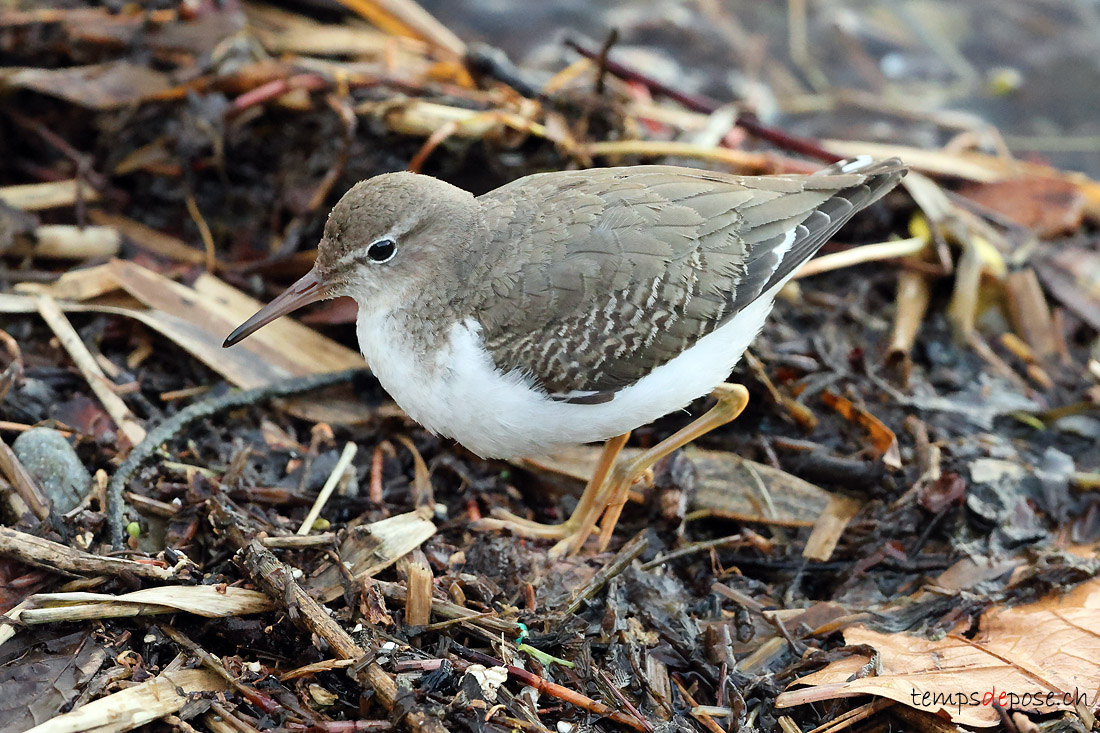 Chevalier grivel - (Actitis macularius)