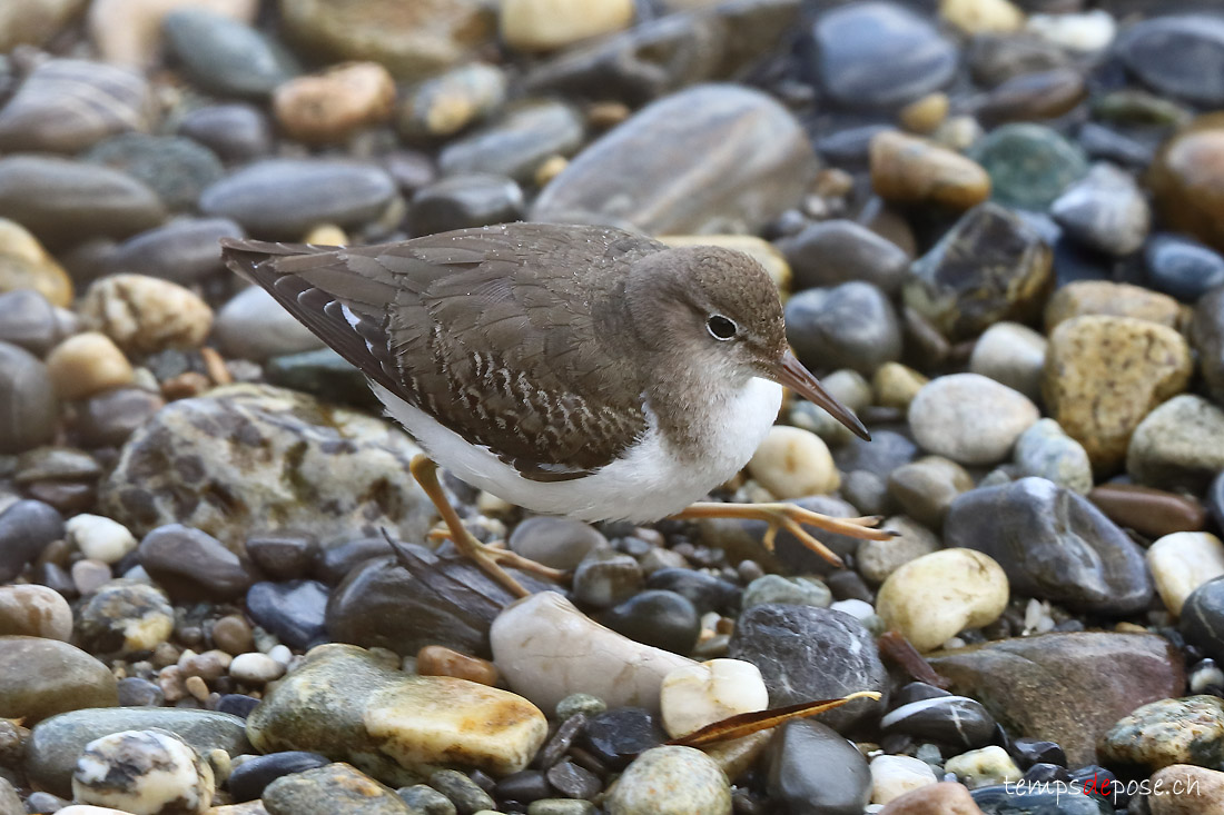 Chevalier grivel - (Actitis macularius)