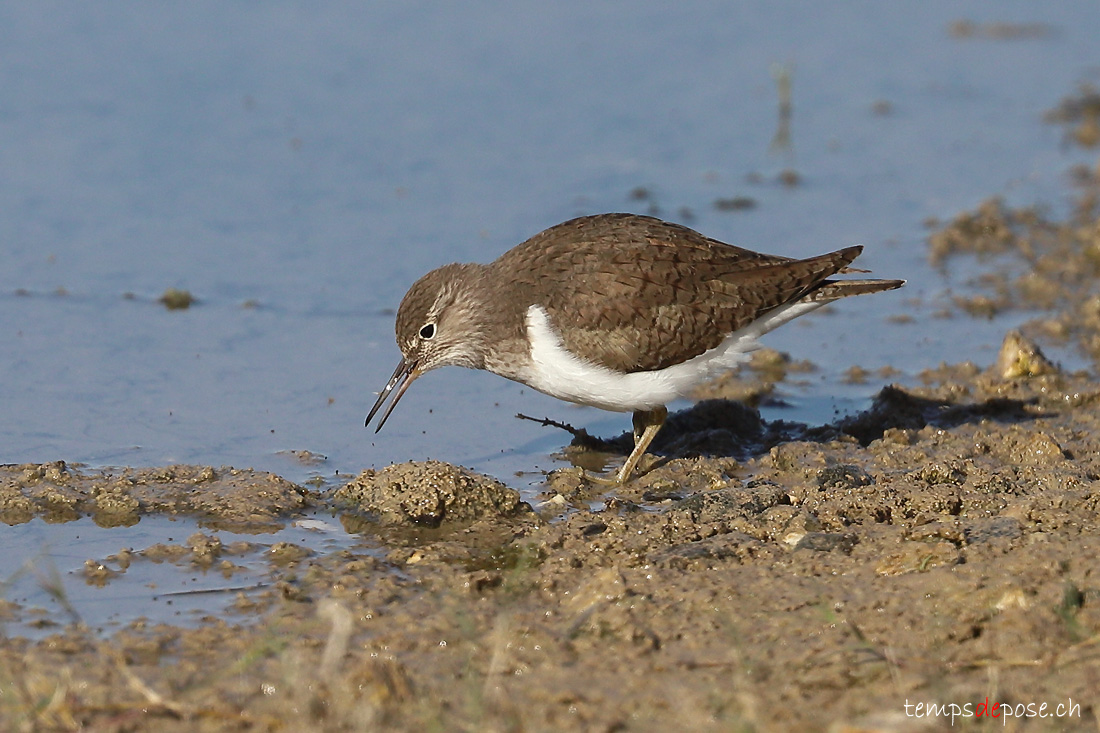 Chevalier guignette - (Actitis hypoleucos)