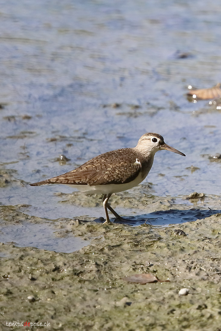 Chevalier guignette - (Common Sandpiper)