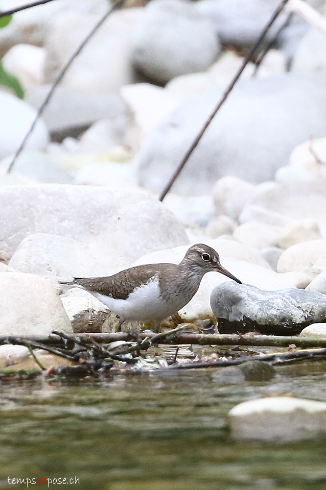 Chevalier guignette - (Common Sandpiper)