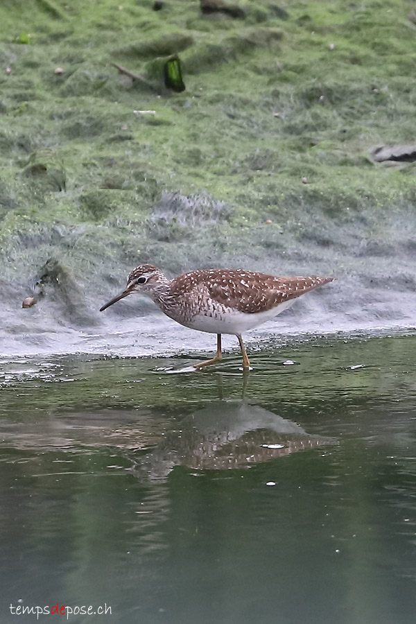 Chevalier sylvain - (Wood Sandpiper)