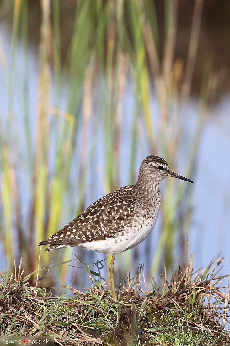 Chevalier sylvain - (Wood Sandpiper)