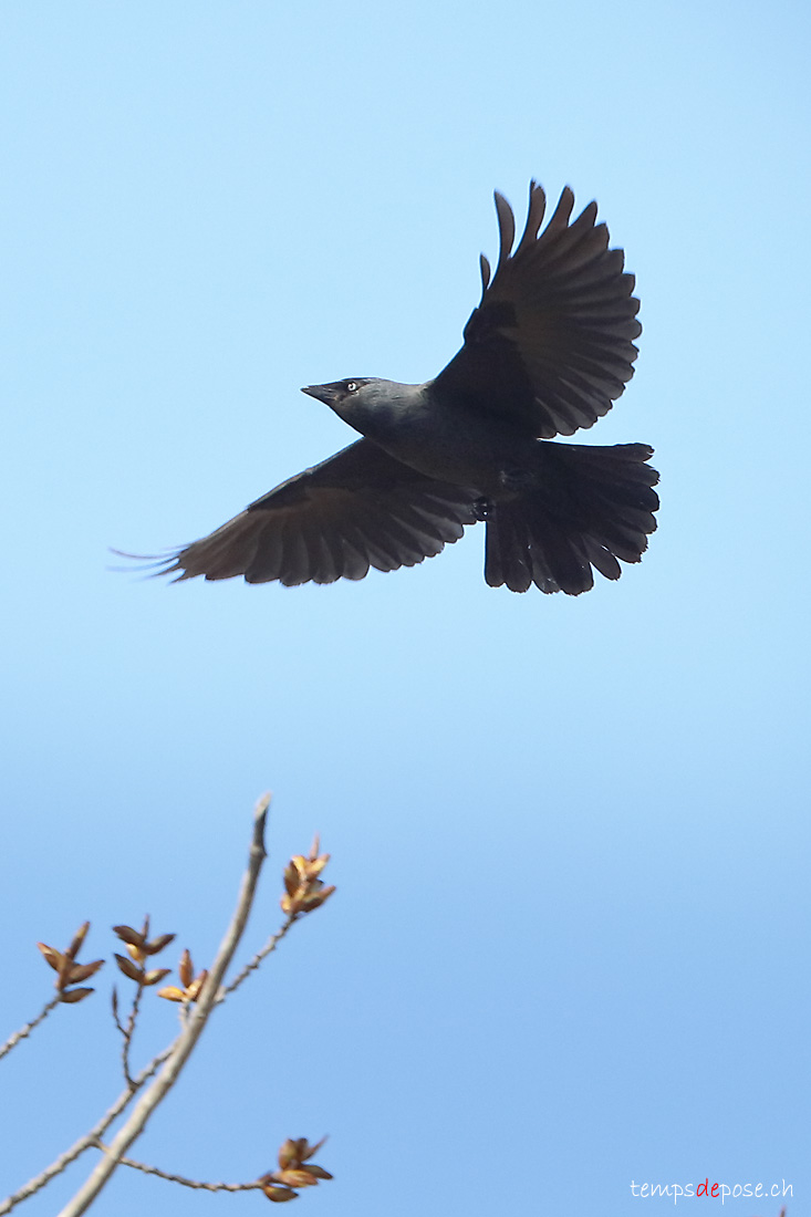 Choucas des tours - (Corvus monedula)