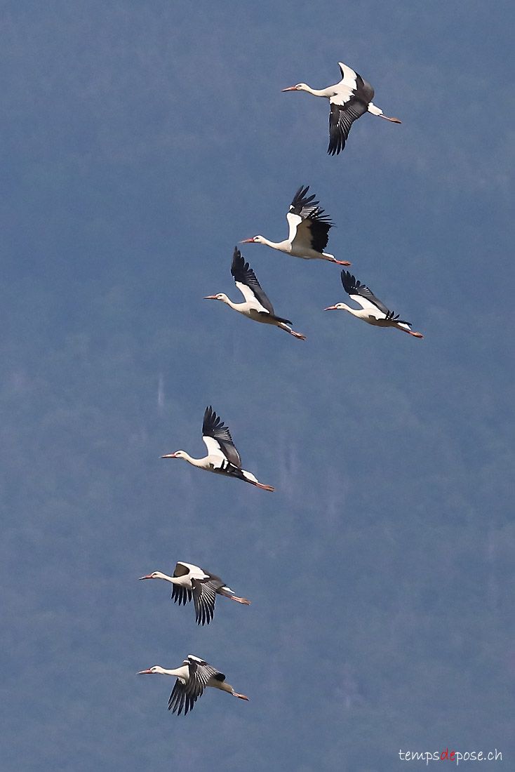 Cigogne blanche - (White Stork)