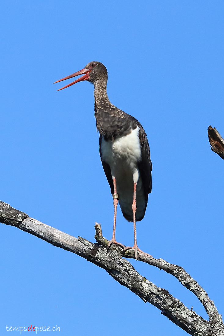 Cigogne noire - (Ciconia nigra)