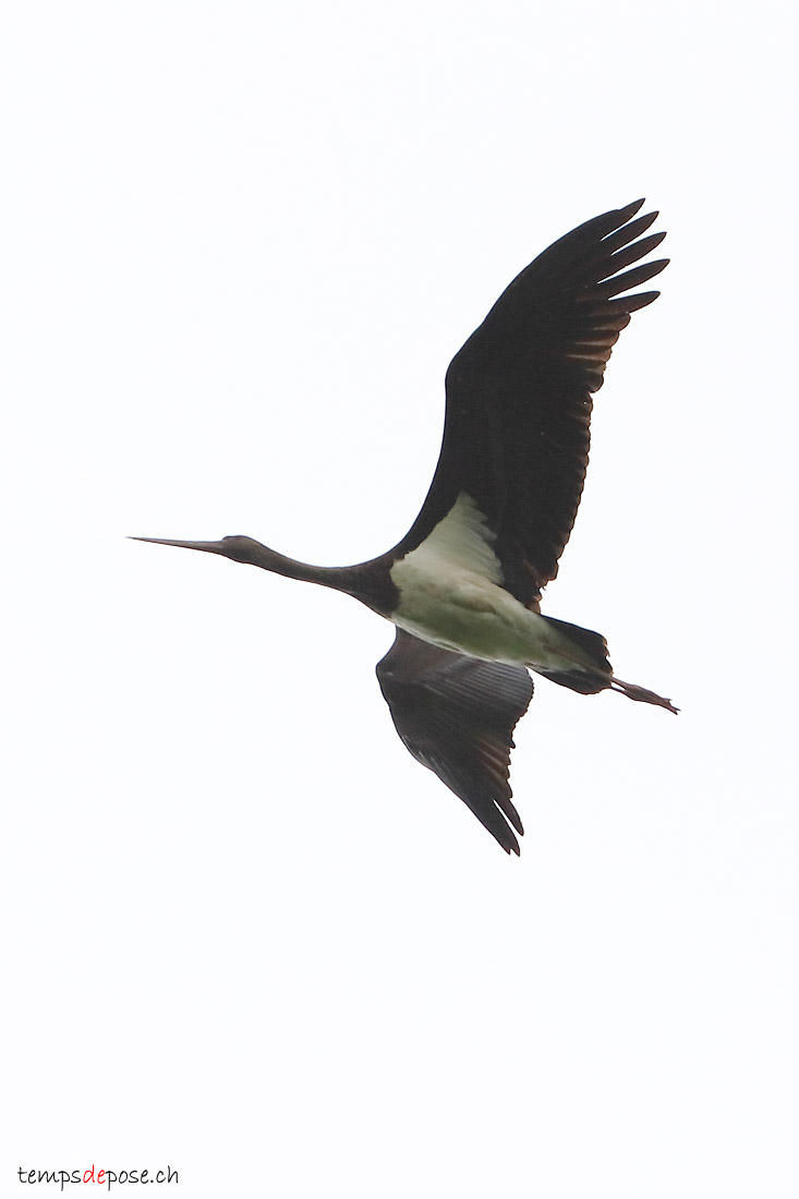 Cigogne noire - (Black Stork)