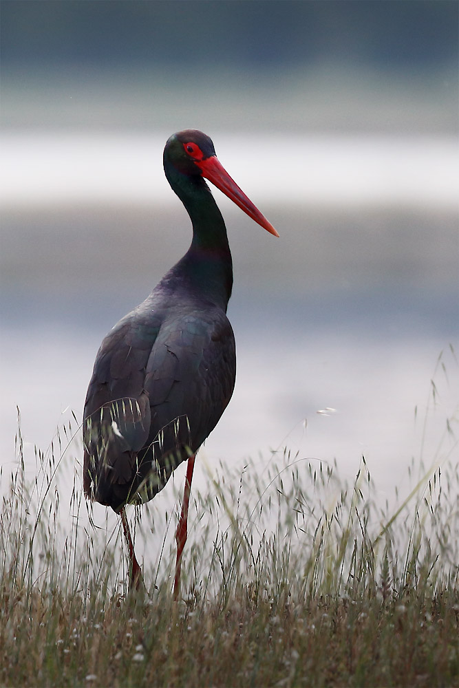 Cigogne Noire - (Black Stork) 