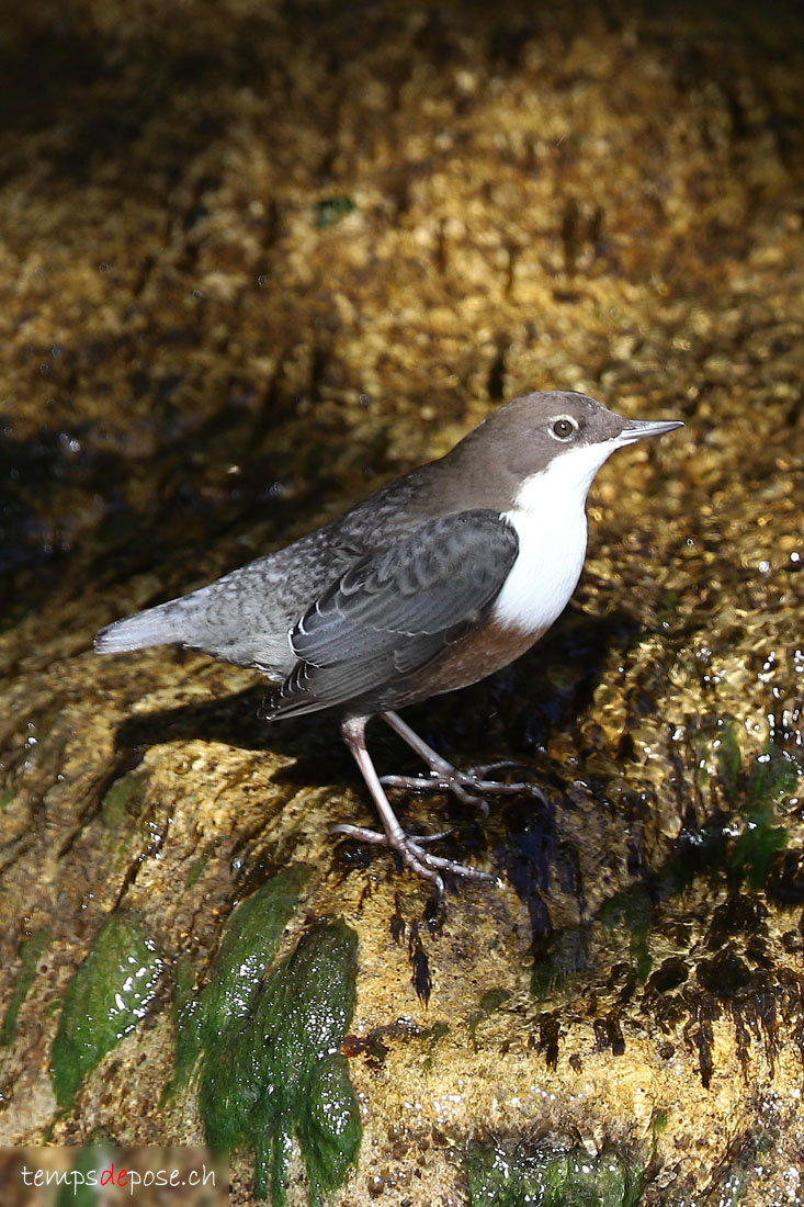 Cincle plongeur - (Cinclus cinclus)