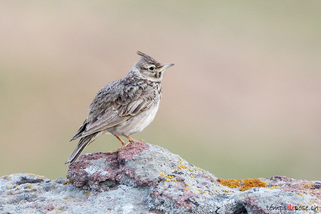 Cochevis hupp - (Galerida cristata)