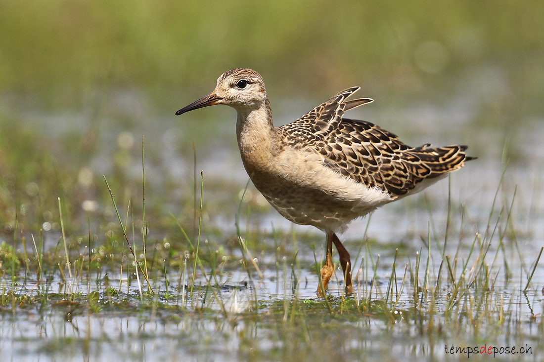 Combattant vari - (Calidris pugnax)