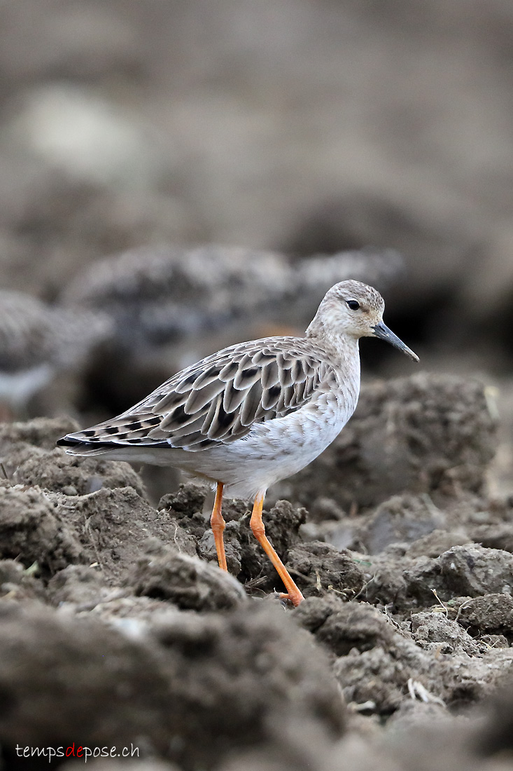 Combattant vari - (Calidris pugnax)