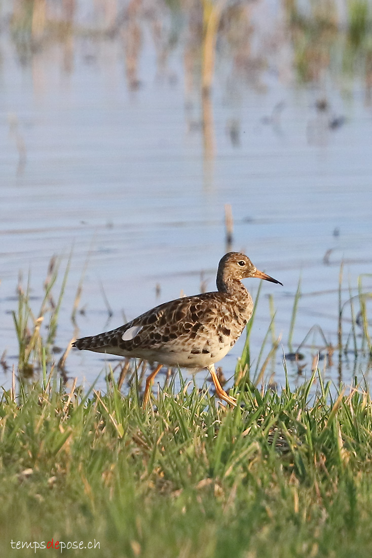 Combattant vari - (Calidris pugnax)