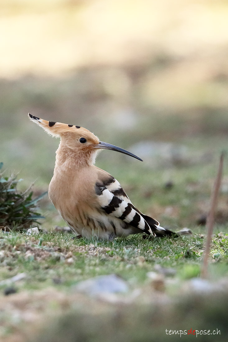 Huppe fascie - (Upupa epops)