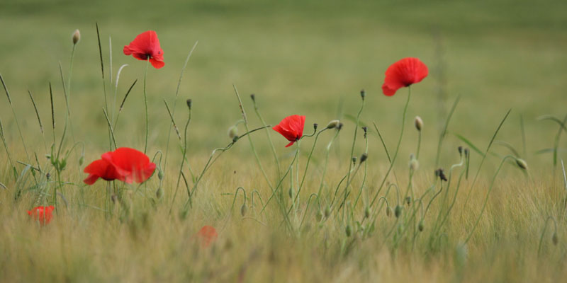 Champ de coquelicots