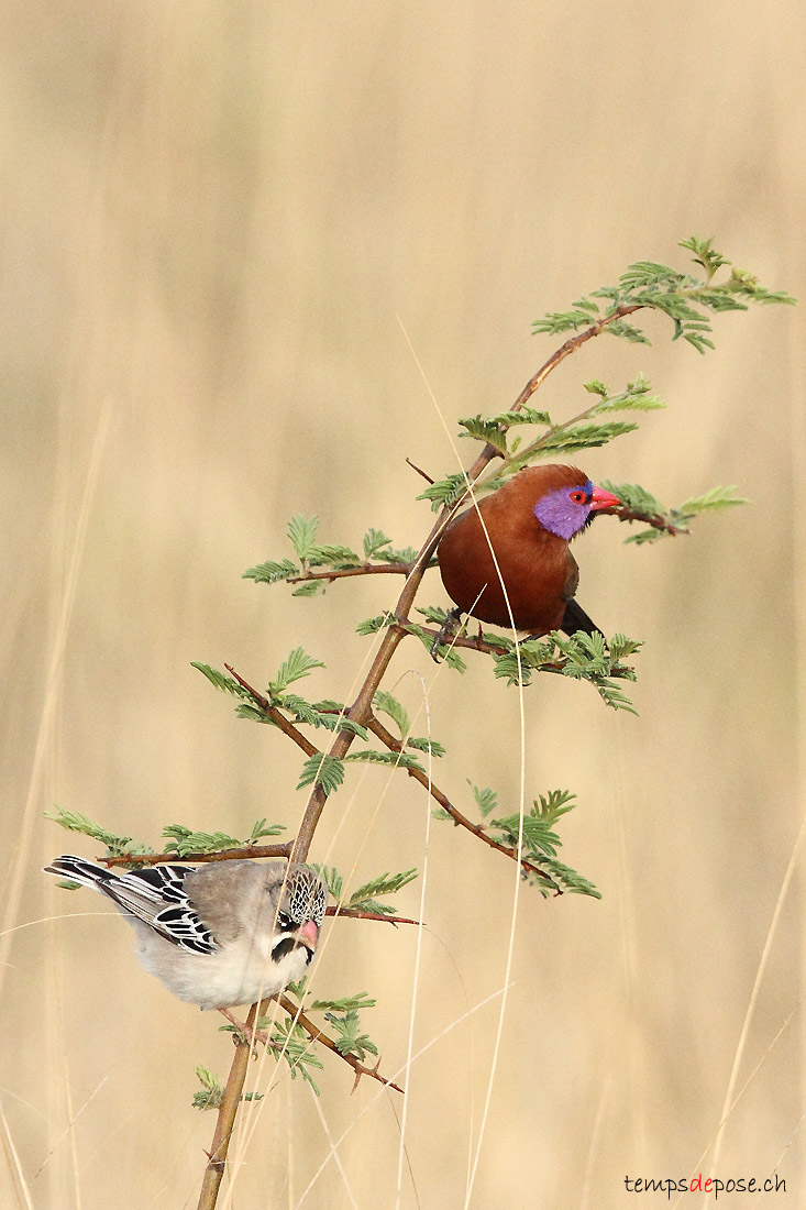 Cordon bleu grenadin - (Violet-eared Waxbill)