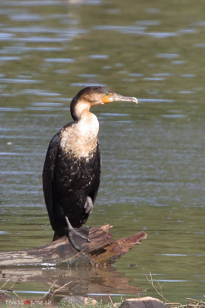 Cormoran  poitrine blanche - (White-breasted Cormorant)