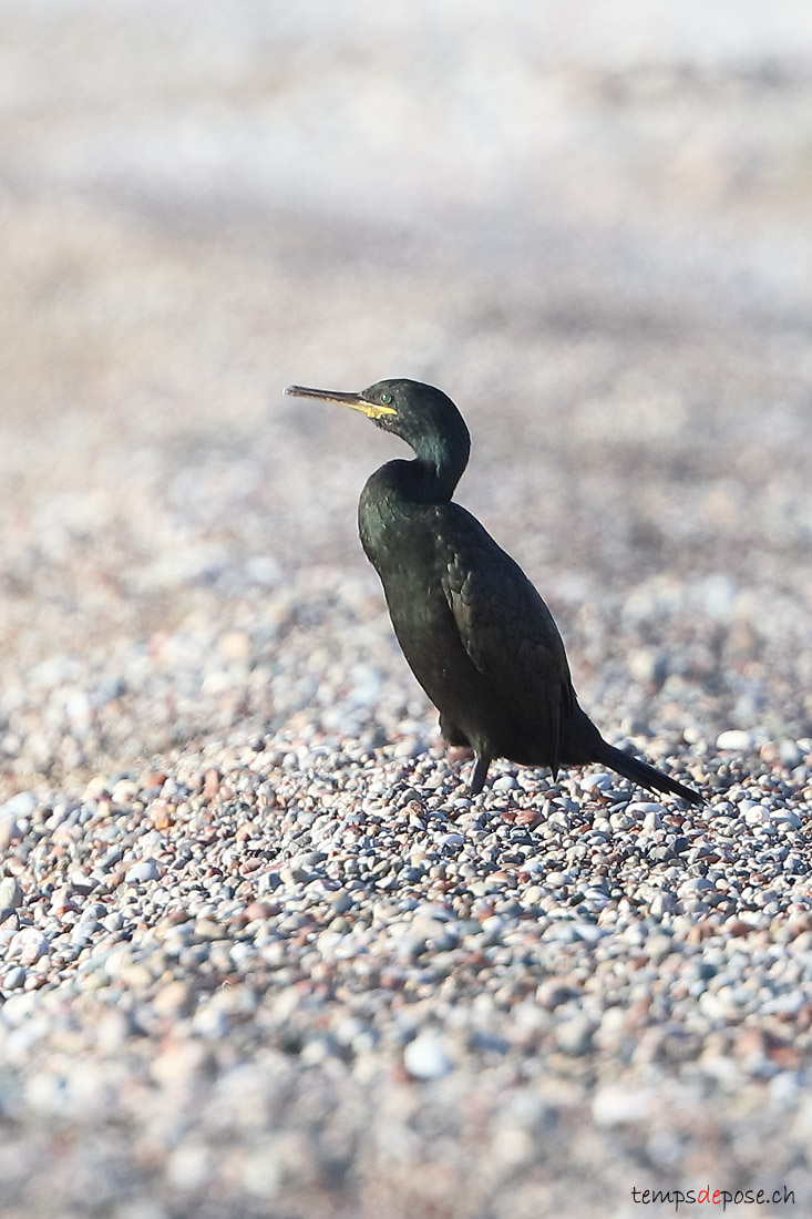 Cormoran hupp - (Phalacrocorax aristotelis)